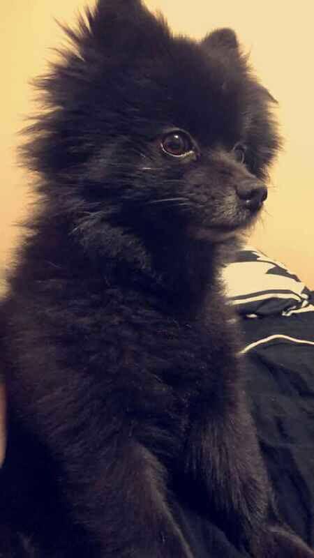Dinky