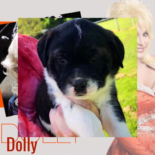 Dolly