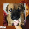 Reba