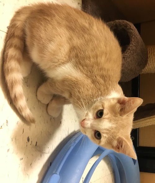 Milo