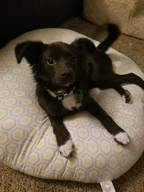 Pepper