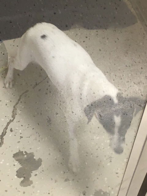 Biscuit