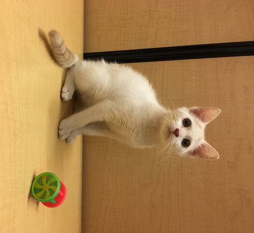 Mittens