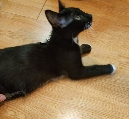 Pepper