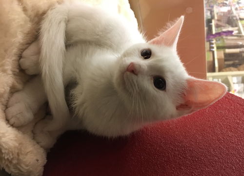 Cotton Tail