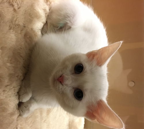 Mopsy