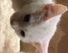Mopsy