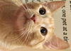 Colby