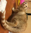 Colby