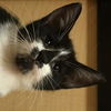 Millie