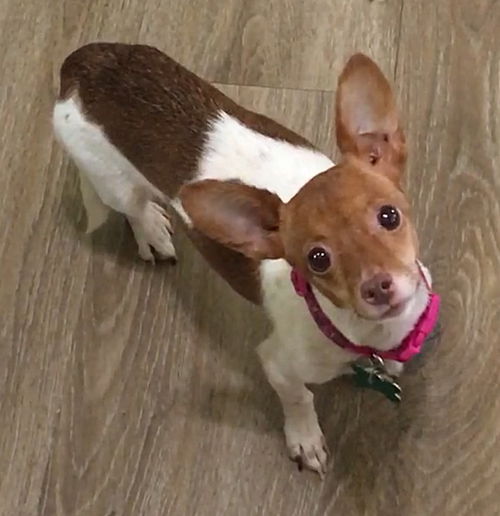 Lola