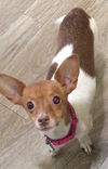 Lola