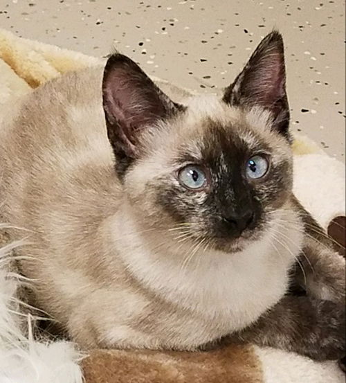 Bella