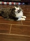 adoptable Cat in texarkana, AR named Prada