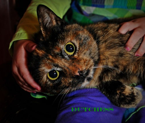 Dutchess
