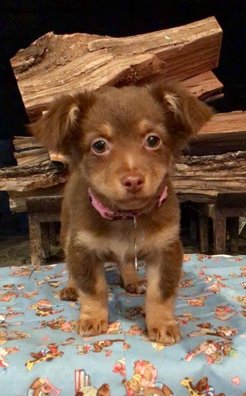 CocoPuff
