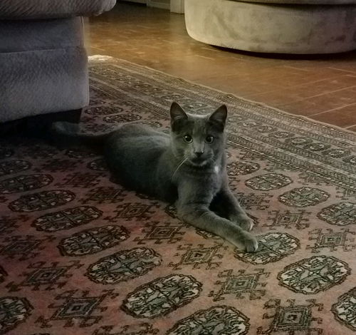 Blitzen