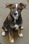 Beagle