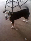 Petey