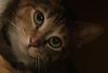 Chutney