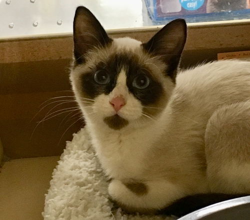 Simon