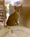 Graham Cracker