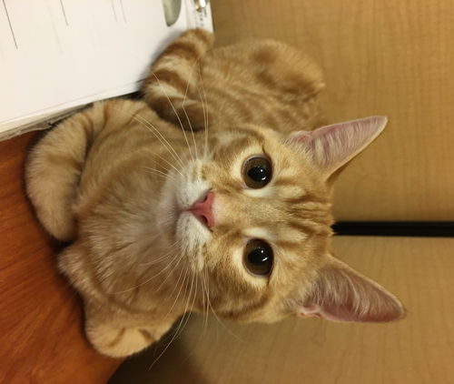 Linky