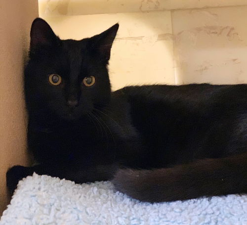 Binx