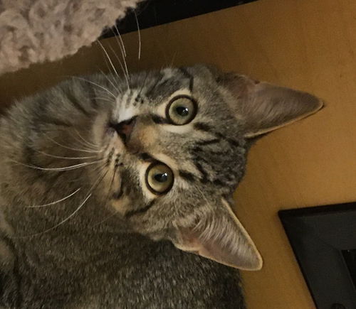 Little JoJo