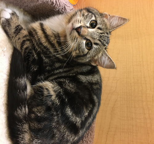 Maude