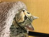 Millicent
