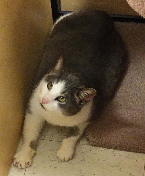 Milo