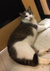 Milo