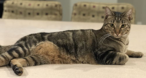 Mojo