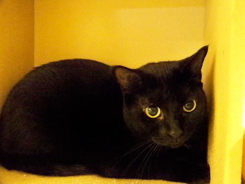 Blackie