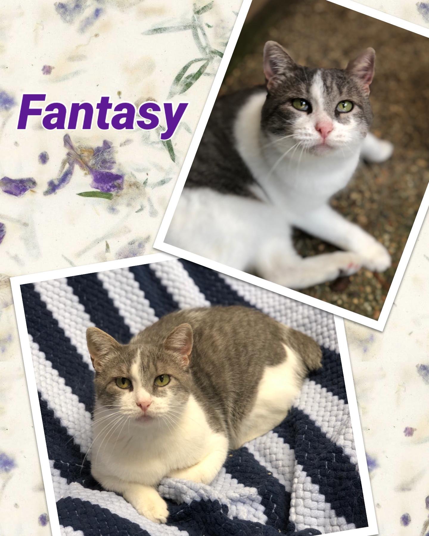 adoptable Cat in Texarkana, TX named Fantasy