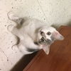 Remington