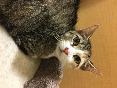 Cleo
