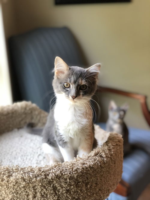Millie