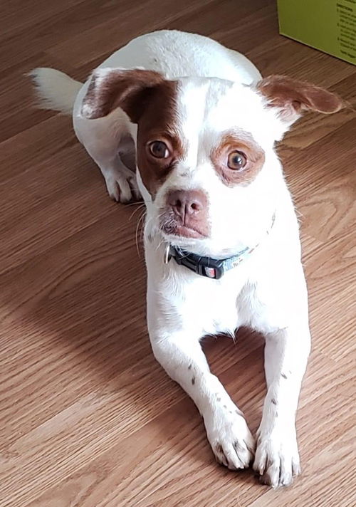 Little Petey