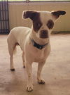 Little Petey