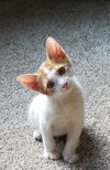 Dobby