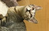 Rosemary