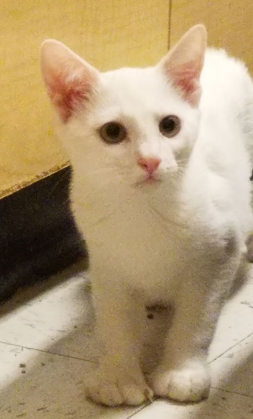 Roo