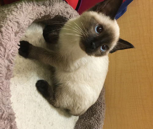 Pyewacket