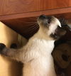 Pyewacket