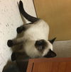 Pyewacket