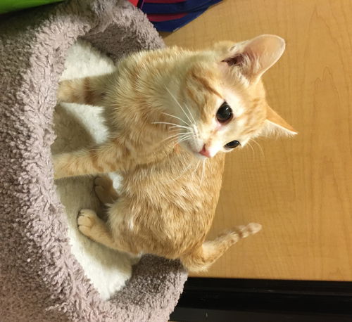 Cheeto