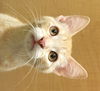 Sesame