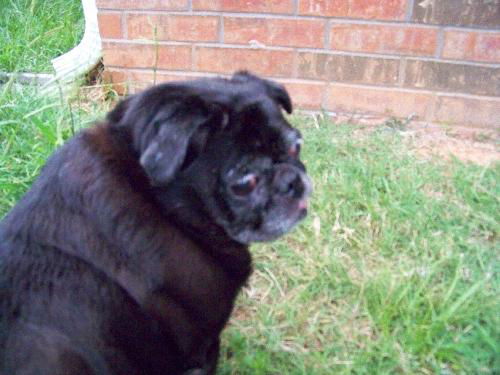 Lizzie